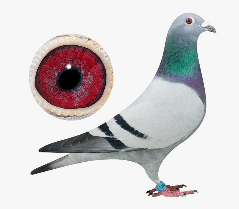 100% Top Breds - Pigeon Van Der Kruk, transparent png download