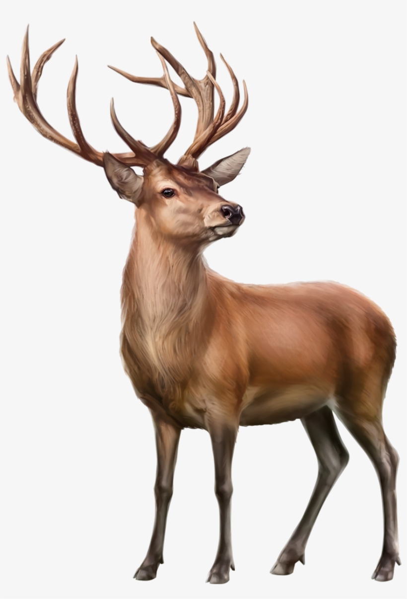 Deer, transparent png download