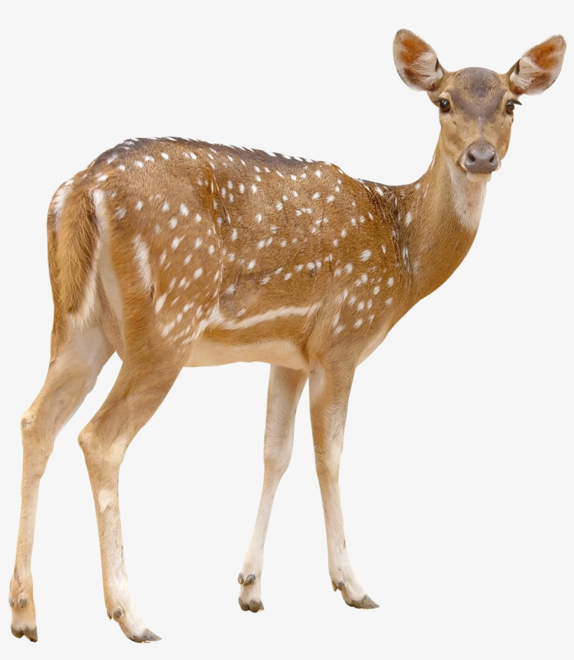 Red Deer Png - Deer Stock, transparent png download