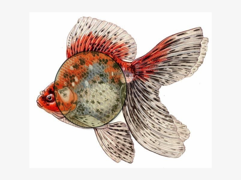 Goldfish, transparent png download