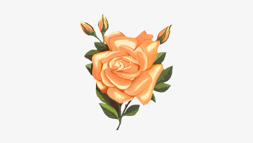 Vintage-rose Clipart - Orange Flower Vintage Png, transparent png download