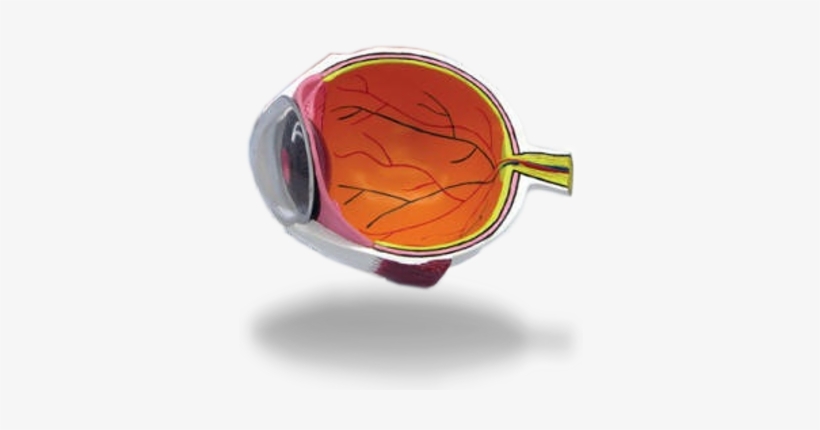 Parts Of The Eye - Fs Anatomic Eye Half, Enlarged, transparent png download