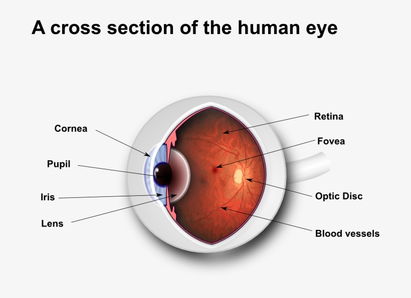 What Are Floaters - Do You Get A Stye, transparent png download