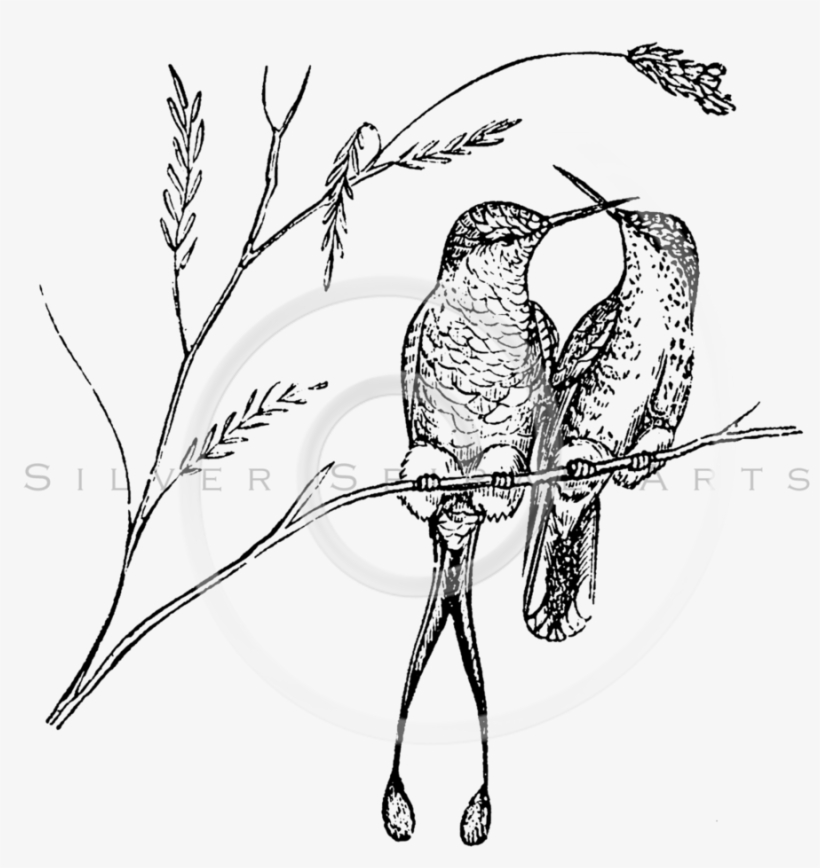 Royalty Free Stock Vintage Illustrations Photo Keywords - Vintage Hummingbirds Racquet Tail B Shower Curtain, transparent png download
