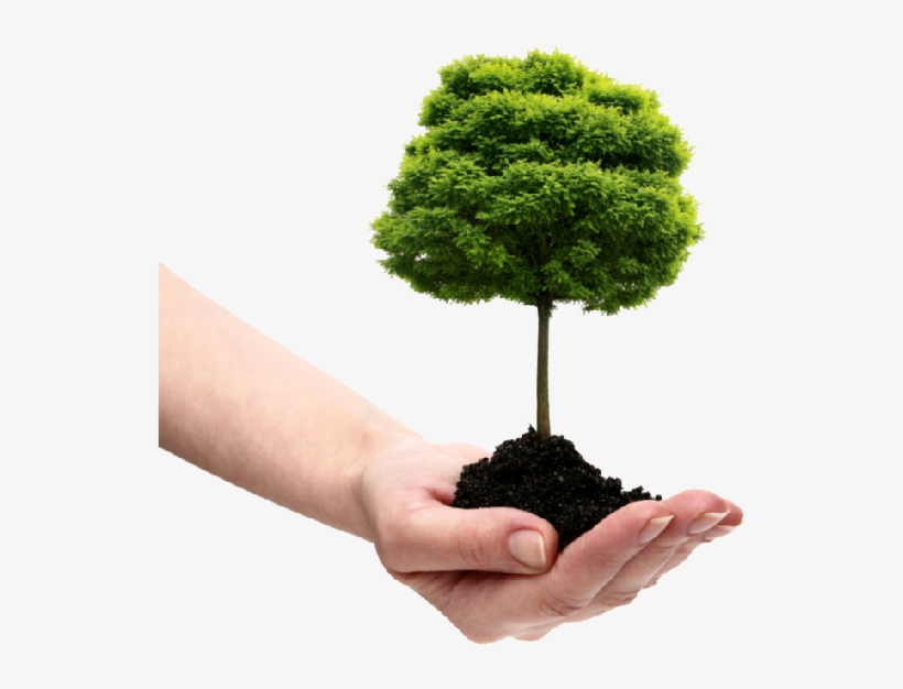 Save Tree Png File - Plant A Tree Png, transparent png download