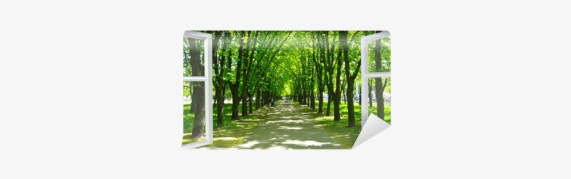 Window Opened To The Beautiful Park With Many Green - Tree, transparent png download