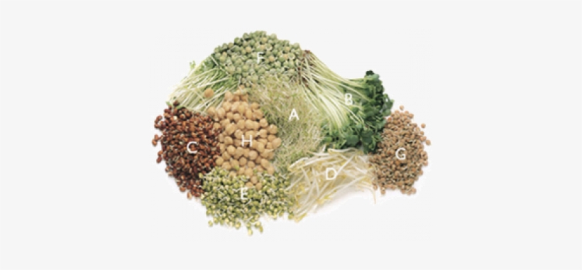 Sprouted Beans And Seeds - Sprouts Veg, transparent png download