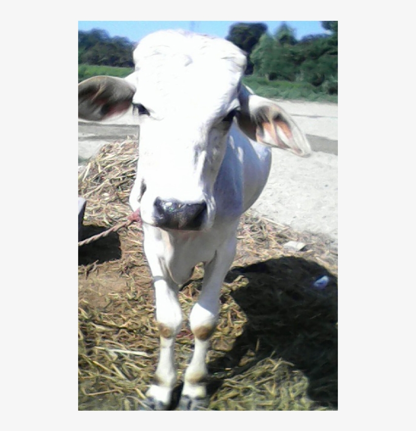 #saveacow - Dairy Cow, transparent png download