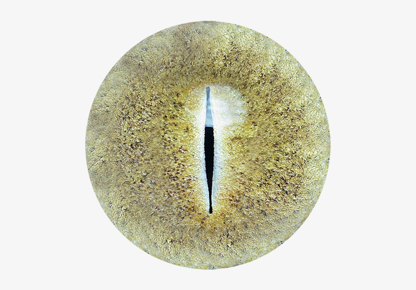 Colorfull Eye Lence Png - Adobe Photoshop, transparent png download