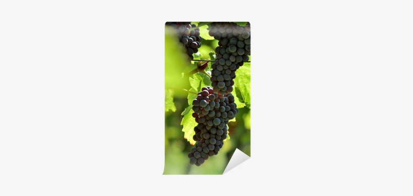 Grape, transparent png download