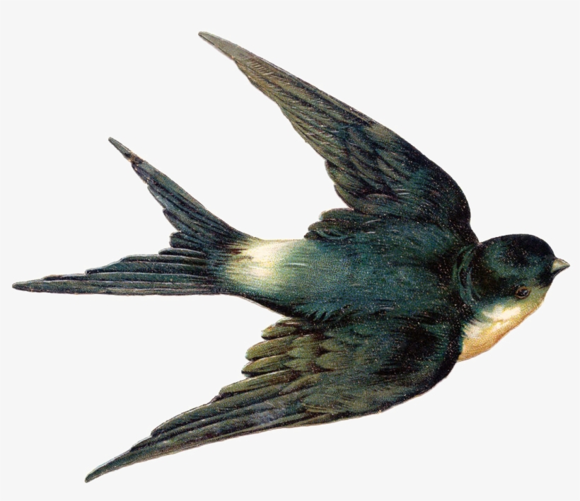 Fairy Bird Png Hd - Vintage Swallow, transparent png download