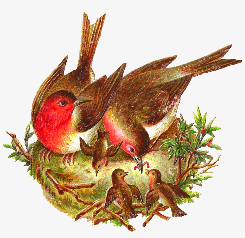 Nest Png Transparent File - Birds In Nest Png, transparent png download