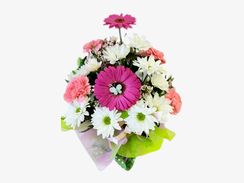 Gift Wrapped Birthday - Barberton Daisy, transparent png download