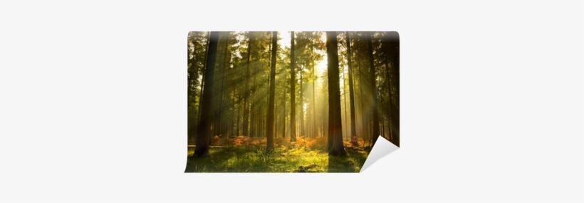 Wallpaper, transparent png download