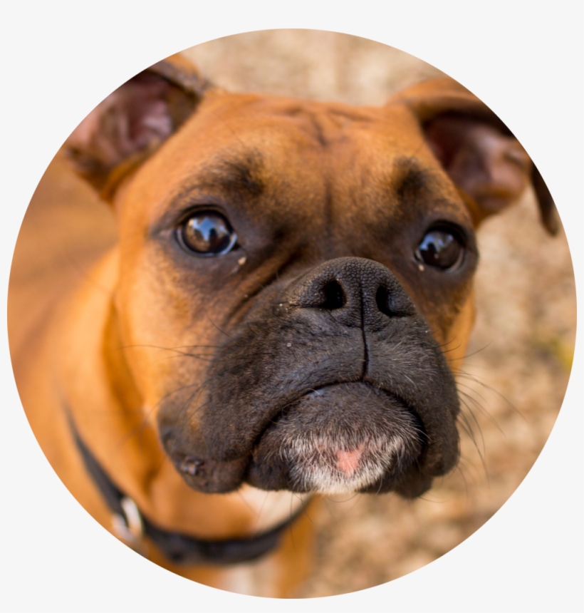 "i Used To Take Mojo To Those Chain Grooming Places,, transparent png download