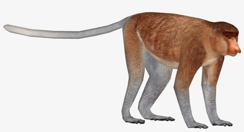 Macaque Free Png Images - Proboscis Monkey Walking, transparent png download