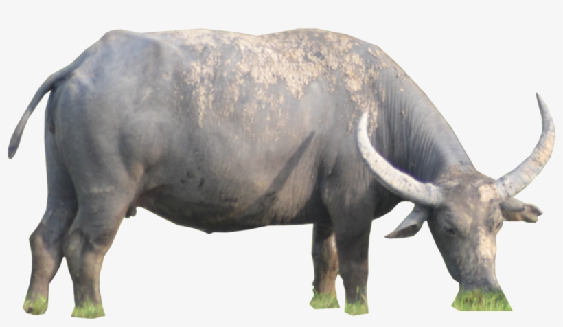 Buffalo Png, transparent png download