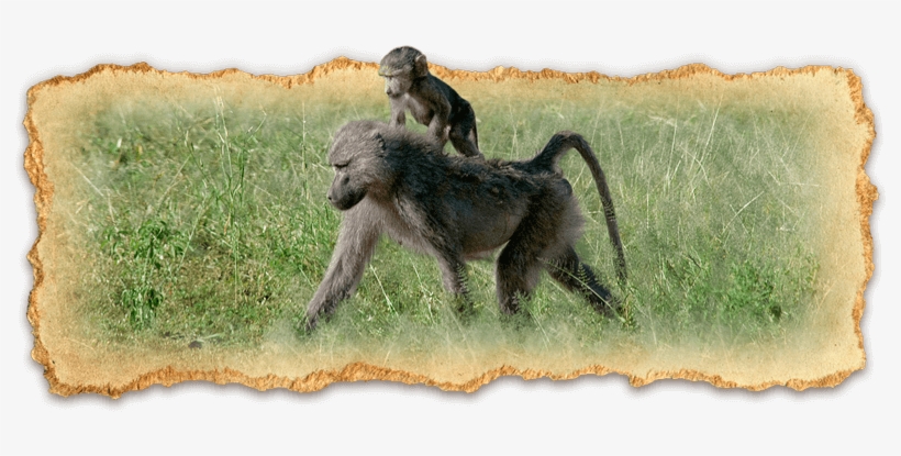 Ndutu Escape - Baboon, transparent png download