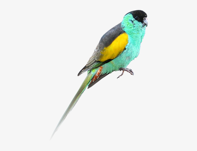 Indian Parrot Png - Golden Shouldered Parrot, transparent png download