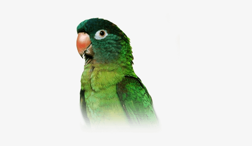 Blue-crowned Conure - Blue Crown Conure, transparent png download