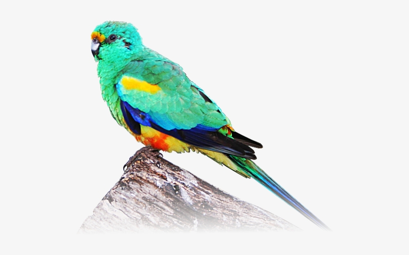 Mulga Parrot, transparent png download