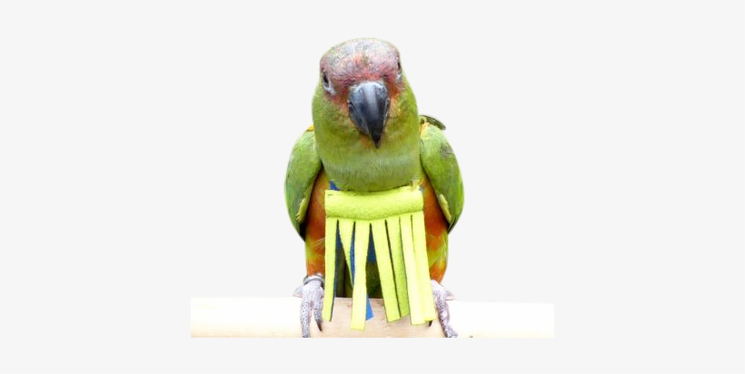 Feathers Parrot Bird, transparent png download
