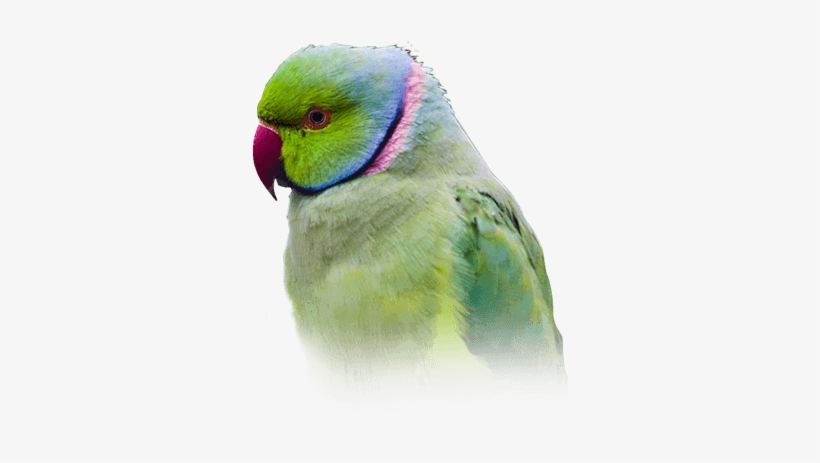 Psittacula - Rose-ringed Parakeets, transparent png download