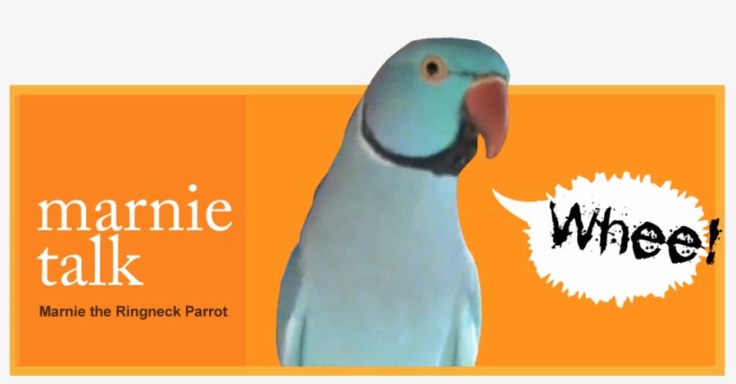 This Site Is All About Marnie, The Blue Indian Ringneck - Book Art, transparent png download