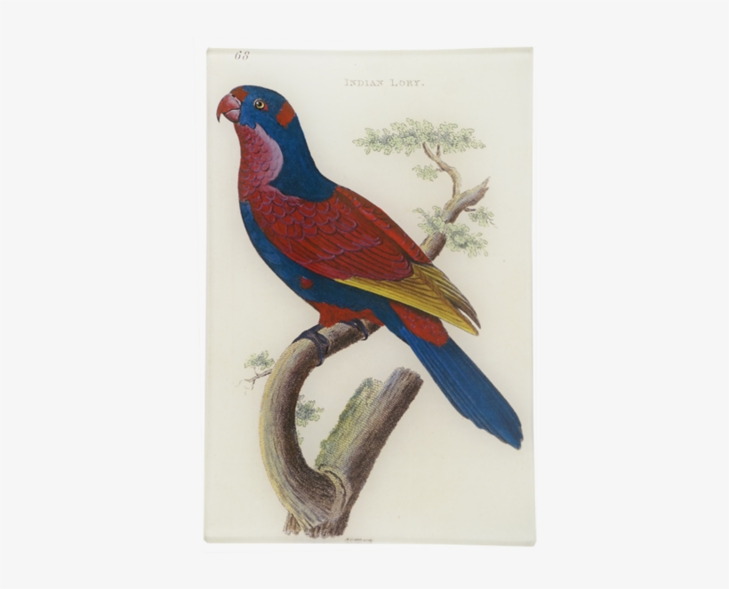 Indian Lory - Macaw, transparent png download