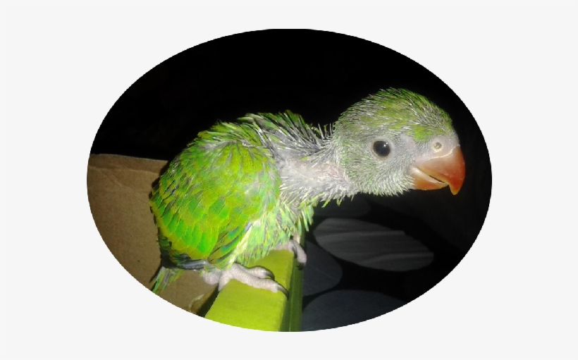 Indian Ring Parakeet Babies - Parrot, transparent png download