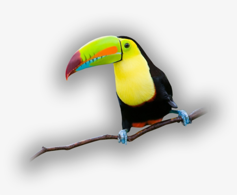 See, Touch And Feed - Toucan, transparent png download