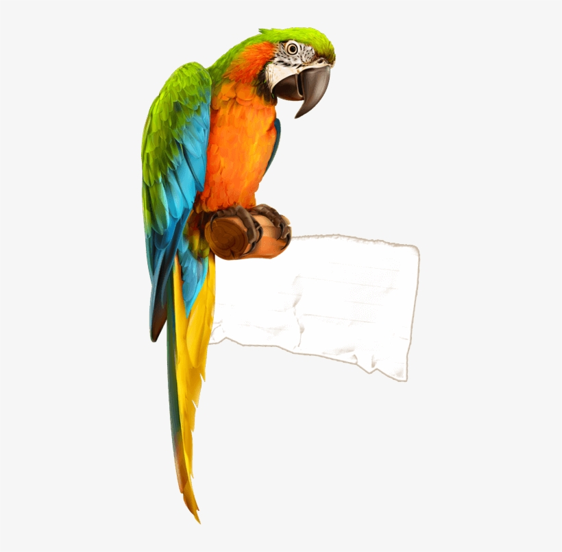 Parrot, transparent png download