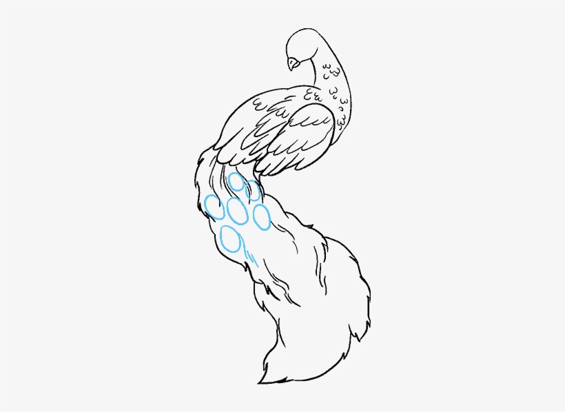 How To Draw Peacock - Peacock For Draw, transparent png download