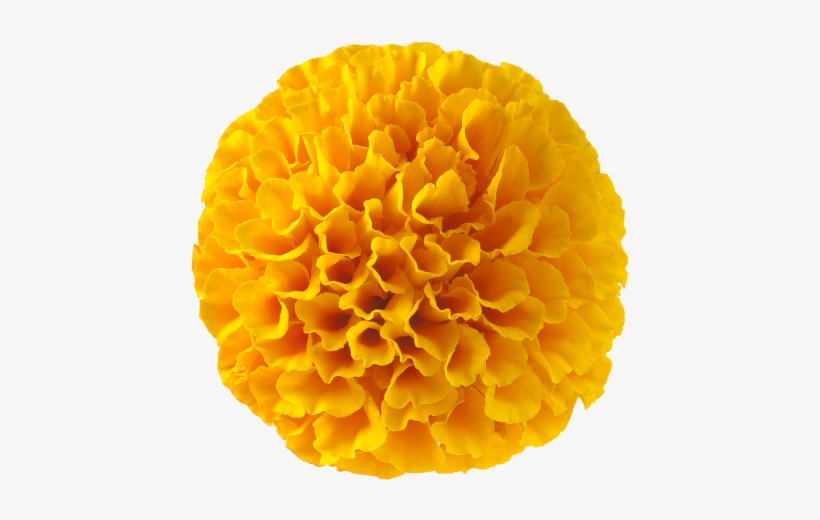 Floraglo® Lutein And Zeaxanthin Are Natural Forms Made - Marigold, transparent png download