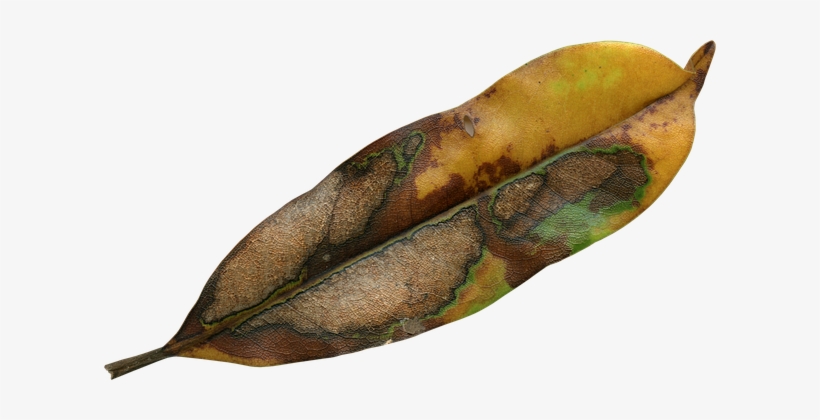 Magnolia Leaf, Fall, Autumn, Season - Dead Leaf Transparent, transparent png download