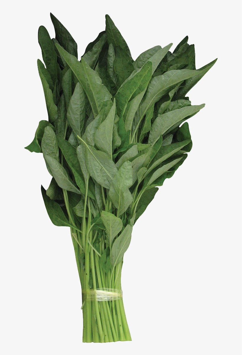 Rapid Growing And Perform Best In Dry And Humid Conditions - Leaves Png Vase Green, transparent png download