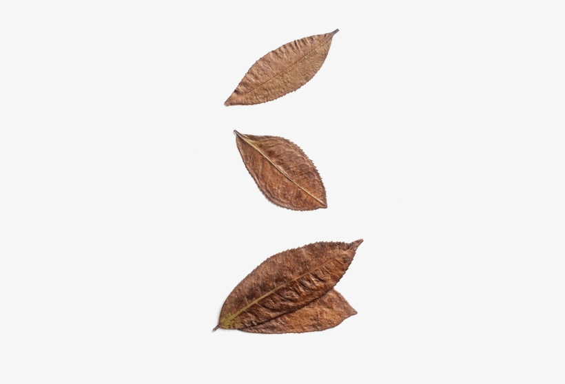 Further Eastern Stories - White Walnut, transparent png download