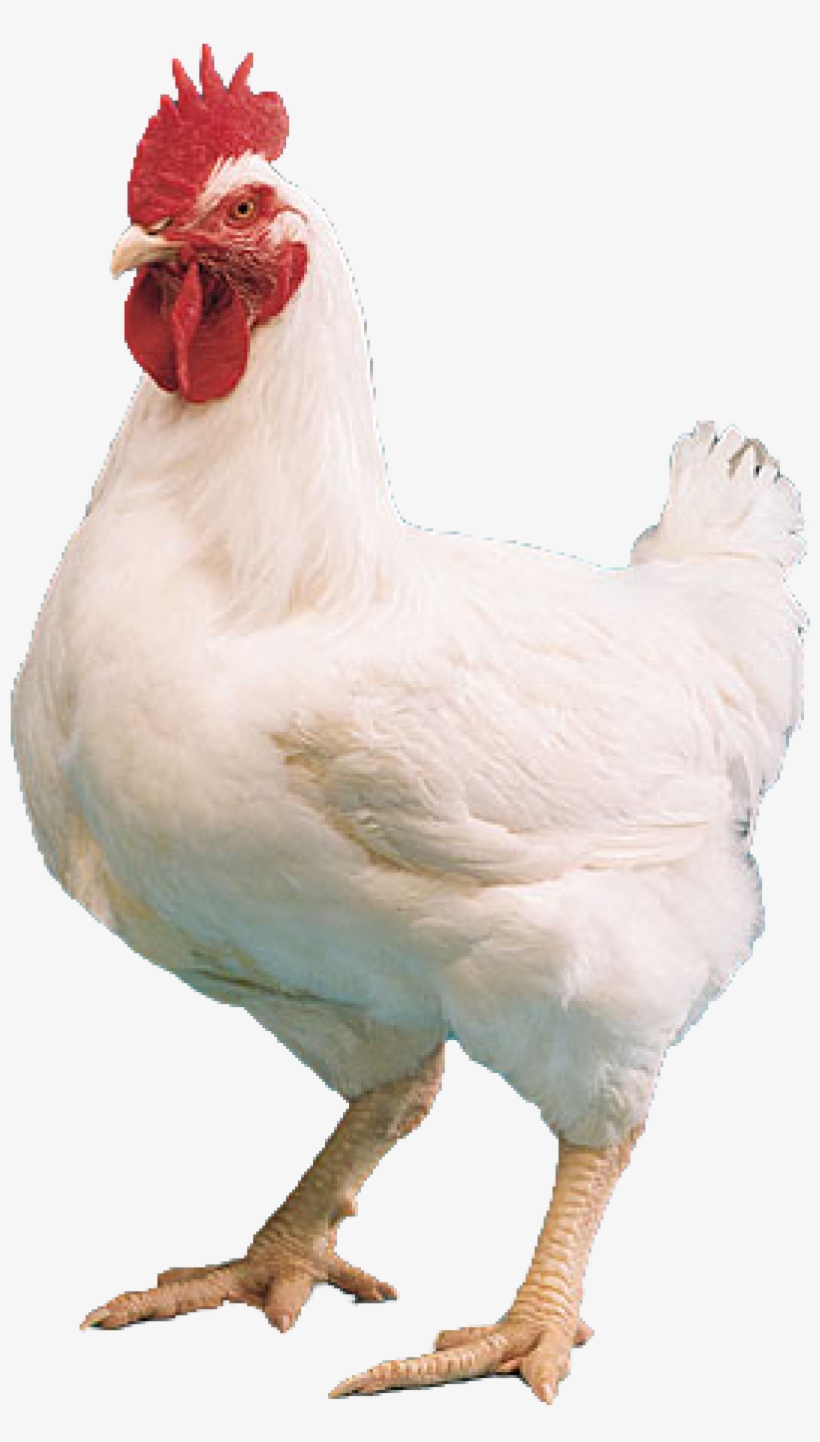 Related Wallpapers - Broiler Hen Png, transparent png download