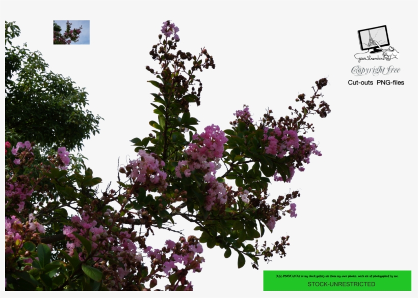 Flower Tree Png, transparent png download