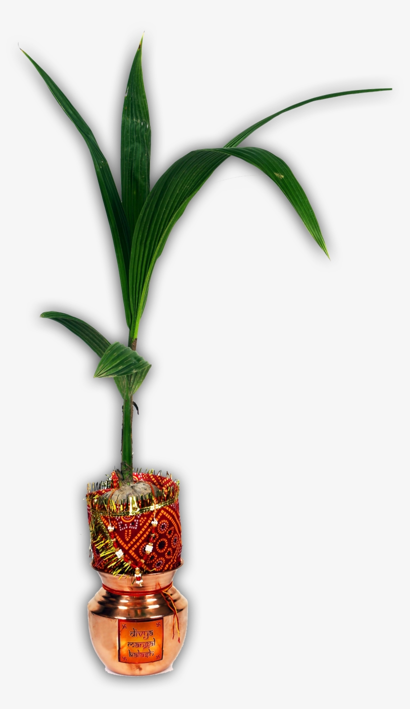 Houseplant, transparent png download