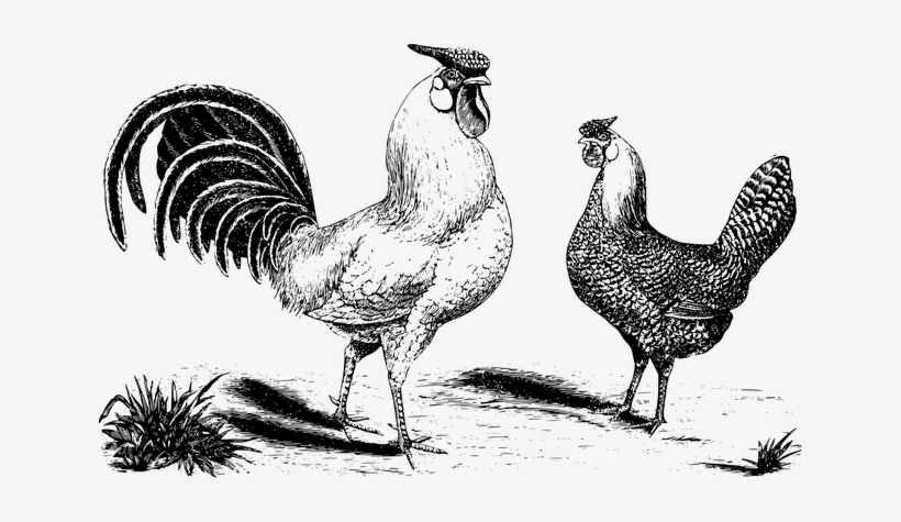 Animal, Bird, Chicken, Cock, Fowl, Hen - Chicken, transparent png download