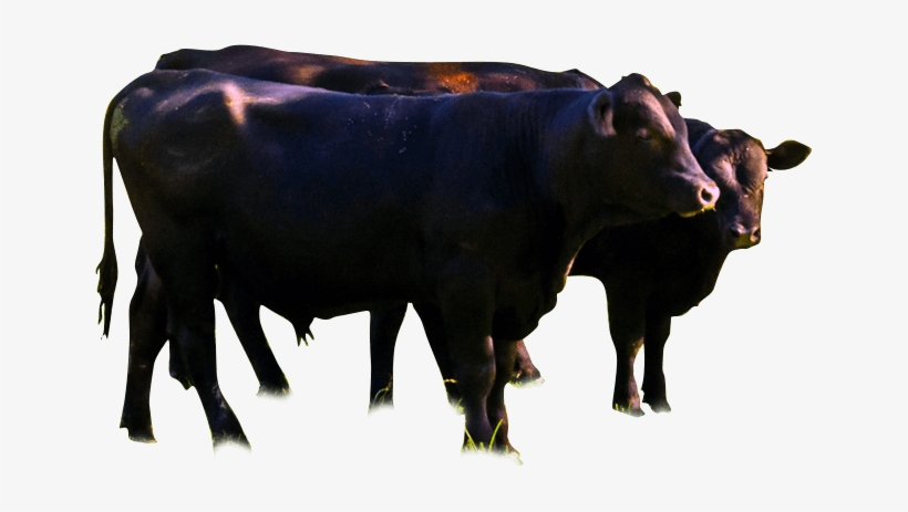 River Jordan Farm - Wagyu Png, transparent png download