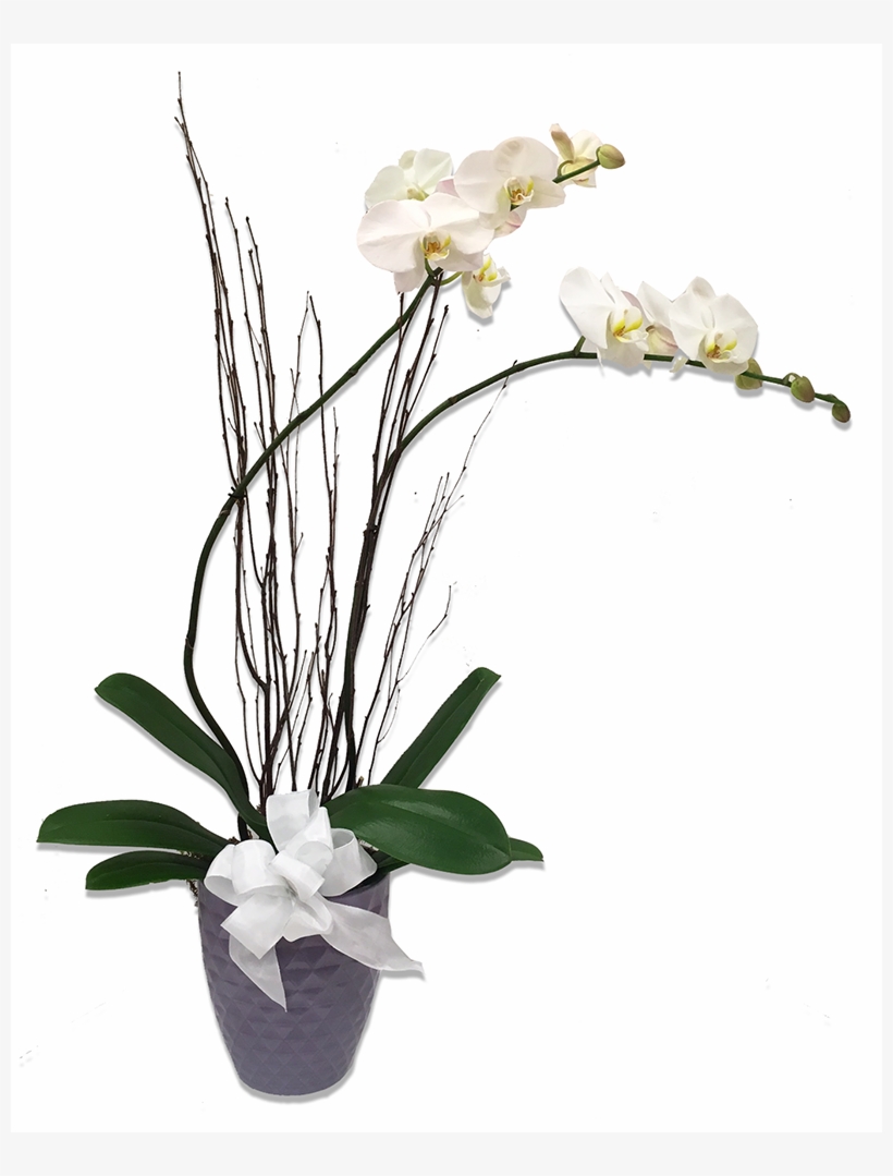 More Views - Enchanted Florist, transparent png download