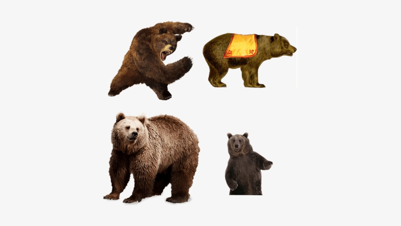 Bears - Animals Transparent, transparent png download