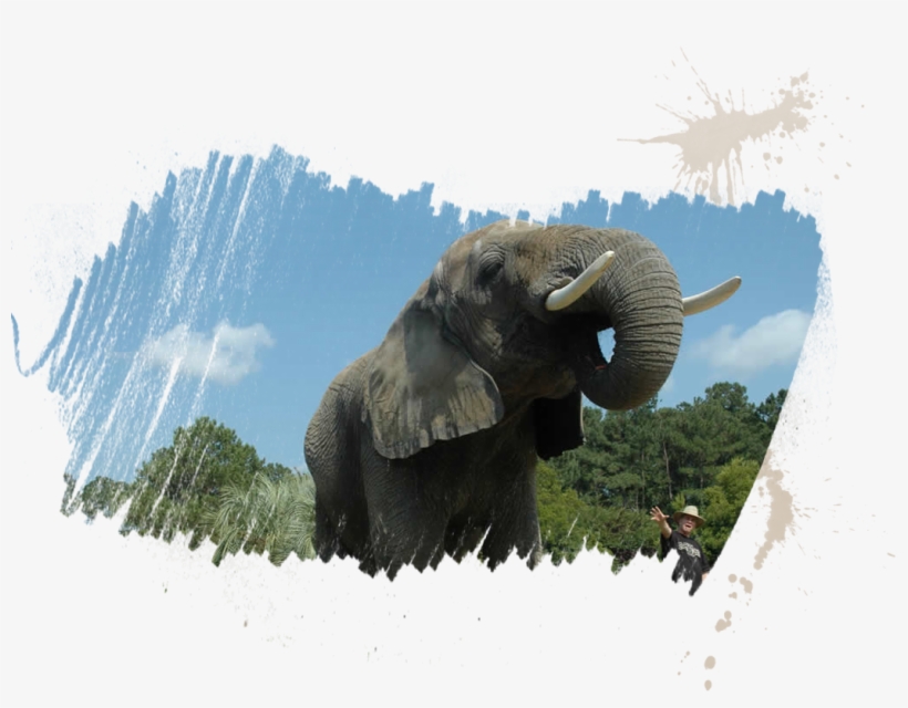 Animal Details - Myrtle Beach Safari (by Reservation Only) PNG Image