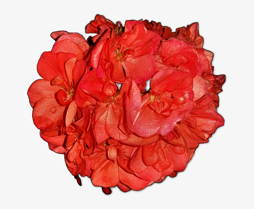 Flowers,pelagonia,home Flowers,png,free Pictures, Free - Portable Network Graphics, transparent png download