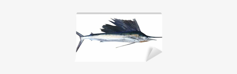 Sailfish Real Fish Isolated On White Wall Mural • Pixers® - Sticker Animal Espadon 130x45cm, transparent png download