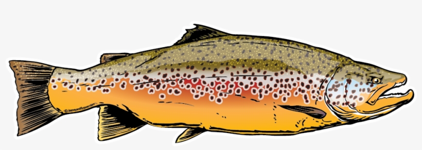 2014 Brown Trout - Brown Trout Sticker, transparent png download