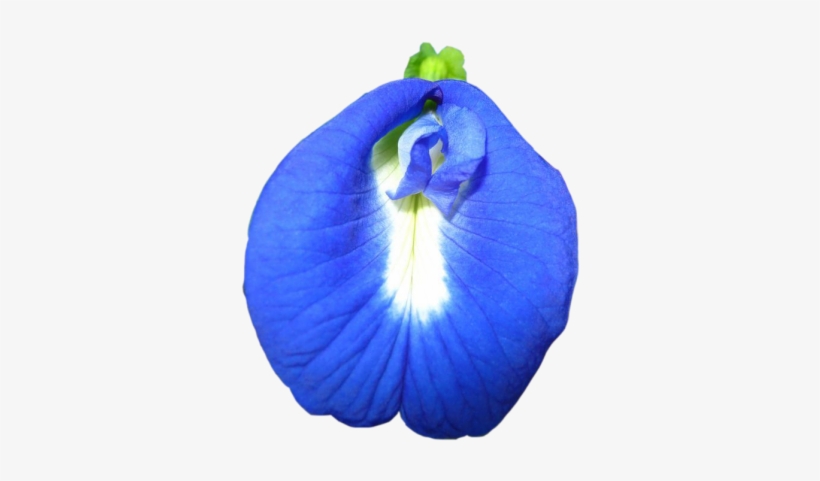 Morning Glory Clipart Genda - Nilkantha Flower, transparent png download