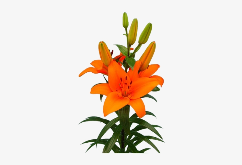 Lilium Bulb Tresar - Kolkata, transparent png download